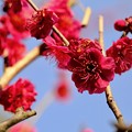 写真: 春の訪れ-大阪府藤井寺市：道明寺天満宮