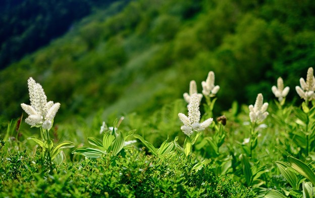 写真: 高山植物に元気づけられ-長野県安曇野市：表銀座縦走路