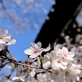 写真: 青空と桜-奈良県大和郡山市：郡山城址