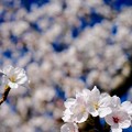 写真: 桜の微笑み-奈良県大和郡山市：郡山城址
