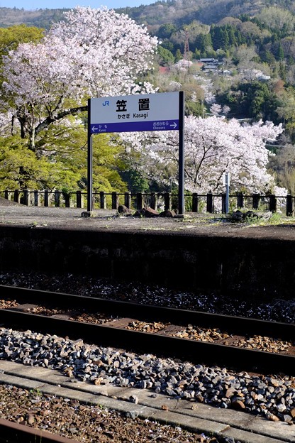 写真: 桜咲く駅へ-京都府笠置町：JR笠置駅
