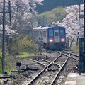 写真: 今年の桜-京都府笠置町：JR笠置駅