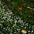 写真: 清流に咲く花-滋賀県米原市：醒井