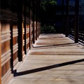写真: 柔らかな日差し-京都市山科区：毘沙門堂