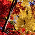 写真: 秋色の競演-京都市山科区：勧修寺