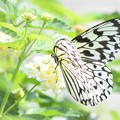 写真: 蝶々