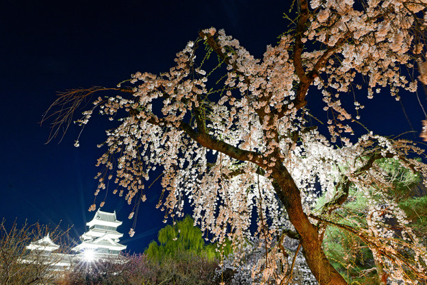 写真: 松本城夜桜