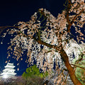 写真: 松本城夜桜