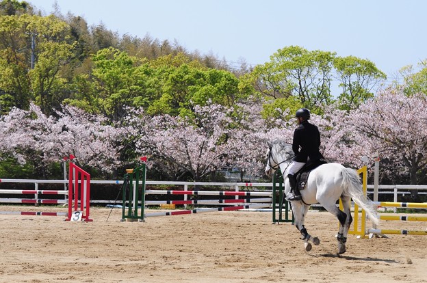 写真: 2023.4.2　桜花ジャンプ3