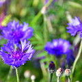 写真: 青い花