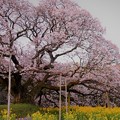 写真: 吉高の大桜4