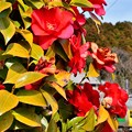 写真: 上総亀山の春-4