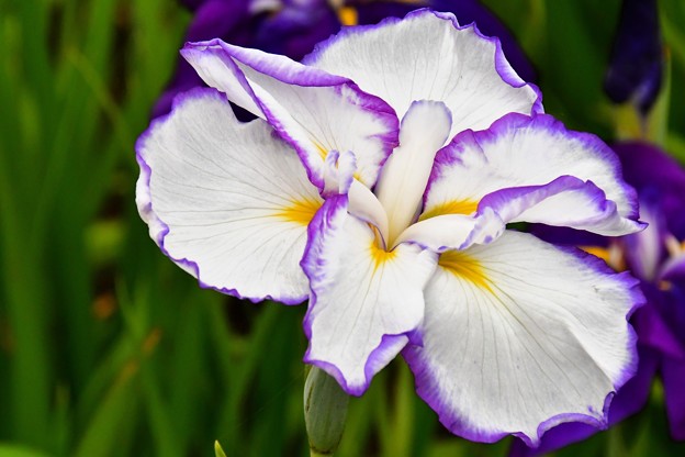 写真: 花菖蒲　白に紫