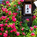 写真: 大内宿の花