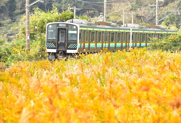 写真: その列車　青黄帯をまといて　金色の野を　走り抜けるべし