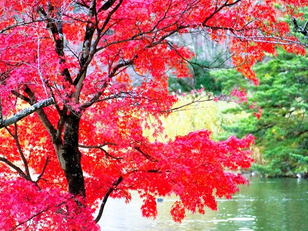 写真: 南湖公園の紅葉3