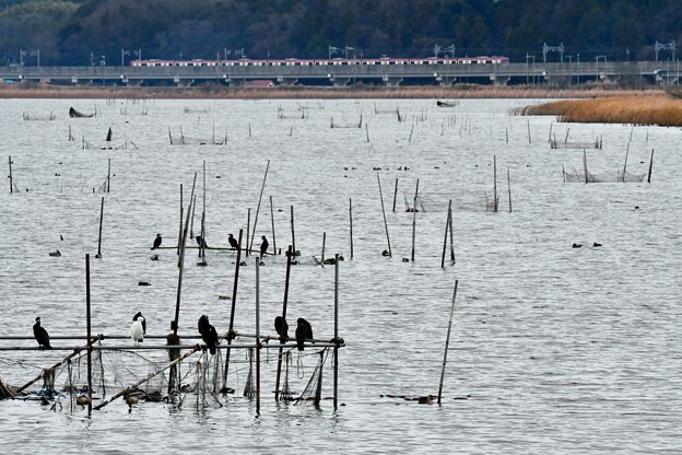 写真: 印旛沼で撮り鳥鉄4