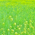 写真: 会津の美しき里の菜の花