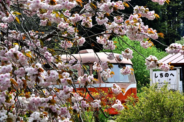 レールバスと桜
