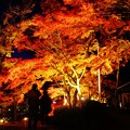 Photos: 紅葉の夜
