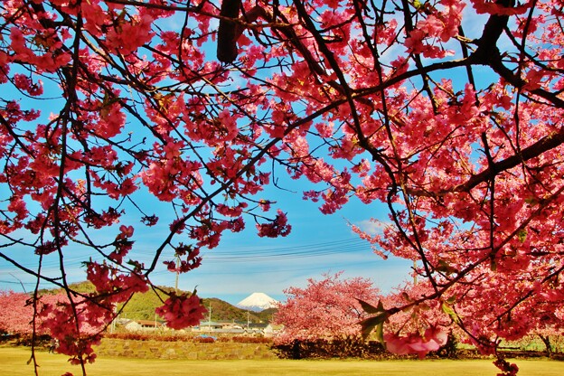富士と里桜