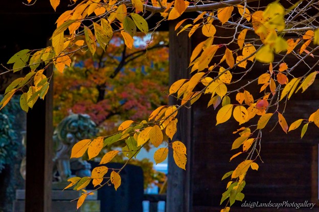 秋の武蔵国一之宮小野神社