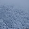 写真: 常願寺川沿いの冬の山腹