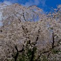 Photos: 久能山東照宮の満開の桜