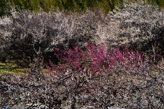 写真: 早春の梅林風景