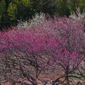 写真: 早春の梅林風景