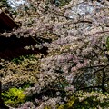 写真: 春の龍潭寺 開山堂