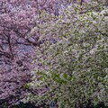 写真: 勝島運河沿いの桜