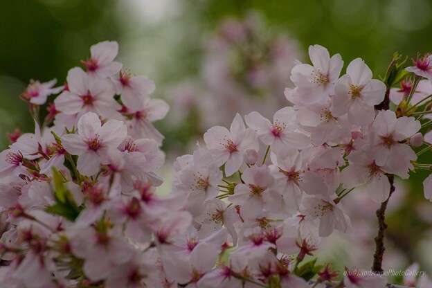 写真: 東品川海上公園の桜並木