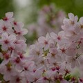 東品川海上公園の桜並木