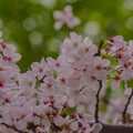 写真: 東品川海上公園の桜並木