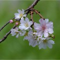 写真: 十月桜 (3)