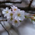写真: 十月桜 (1)