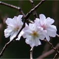 写真: 十月桜 (7)