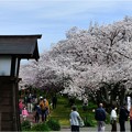 清洲城の桜 (11)