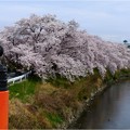 清洲城の桜 (13)