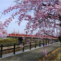 清洲城の桜 (16)