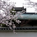 写真: 清洲城の桜 (22)