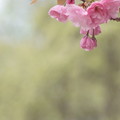 Photos: 八重の桜１