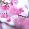 写真: 八重の桜２