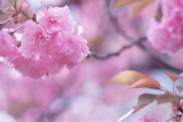写真: 八重の桜３