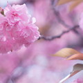 Photos: 八重の桜３