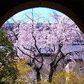 写真: 京のしだれ桜１