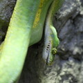 写真: 円山動物園　ミドリニシキヘビ