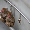 写真: 円山動物園　猿