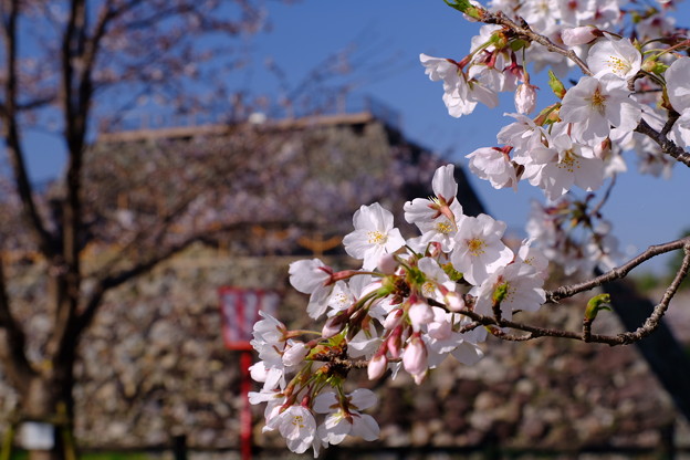 写真: 郡山城の桜祭り